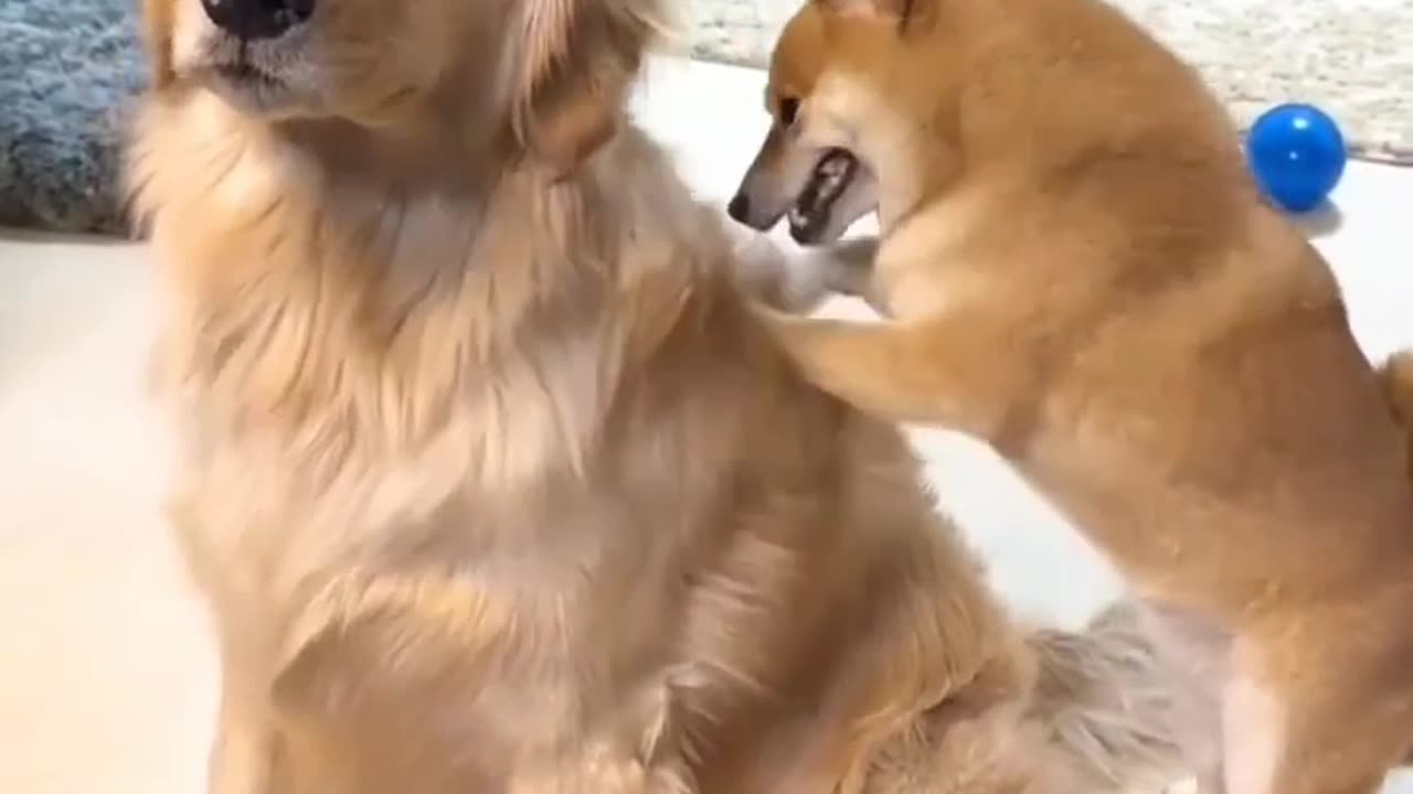 Momen Menggemaskan Bersama Dua Anak Anjing yang Lucu"
