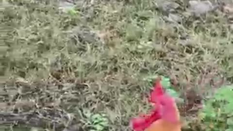 funny pets
