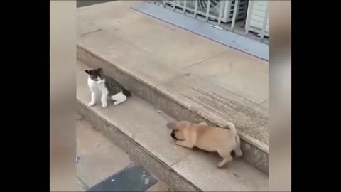 Fuuny cat & dog