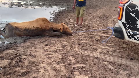 Good Samaritans Rescue Cow Trapped in Mud