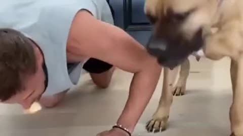 Dogs funny videos