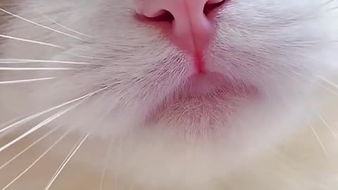 Heart touching cat meowing sound with cute video/viral cat.