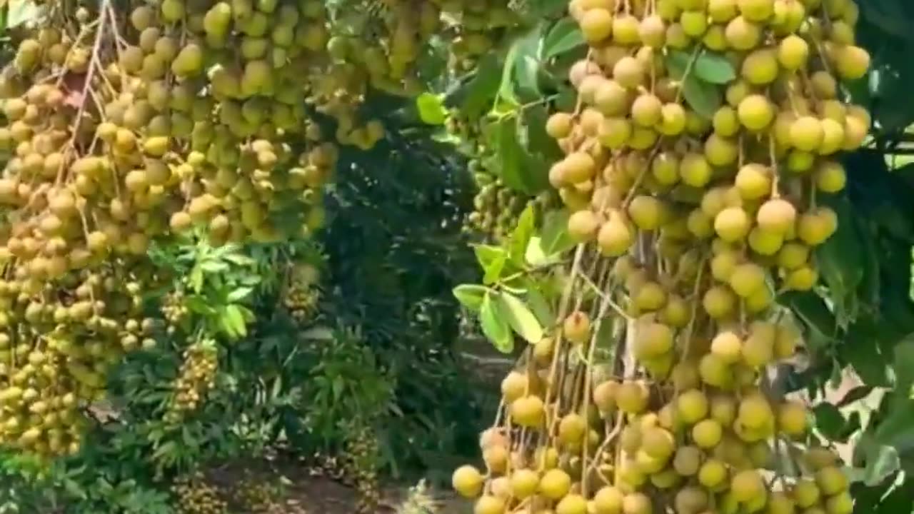 Amazing Longan fruit farm #fruitgarden #longanfruit