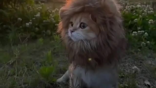 Beautiful baby lion Animal funny video