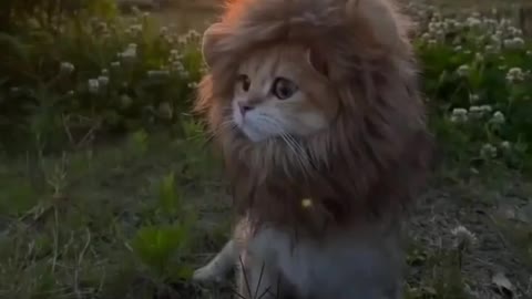 Beautiful baby lion Animal funny video