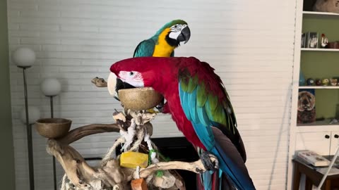 Macaw acts strangely in the morning