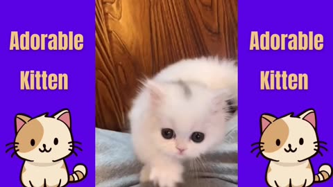 Adorable Kitten Compilation