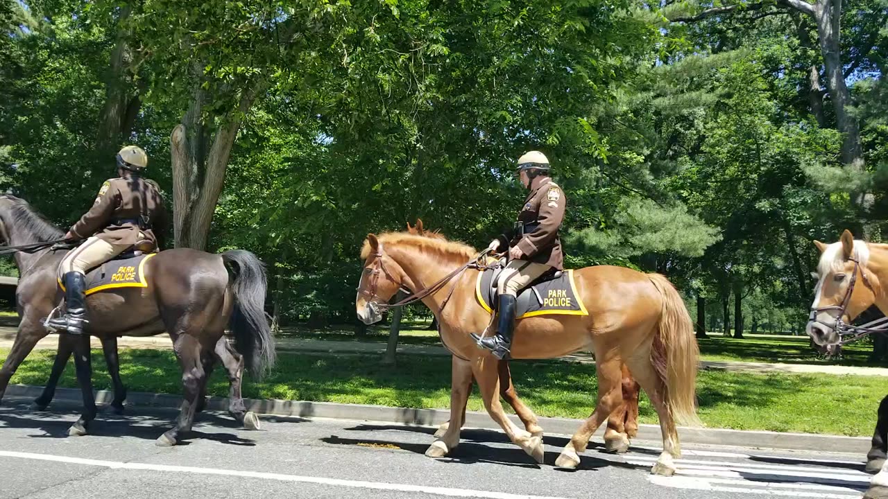 Mounted Police In DC