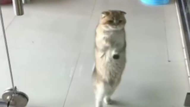 This funny cat will make you lough 😃