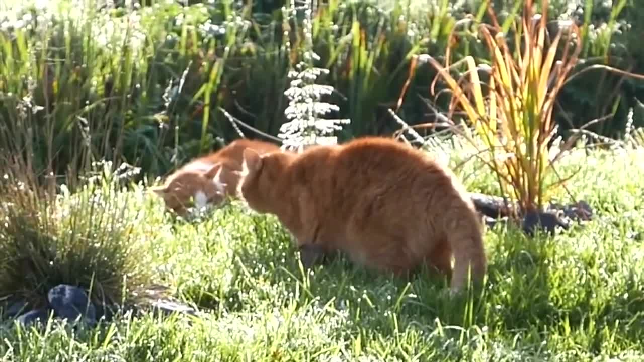 Cats Fighting Compilation