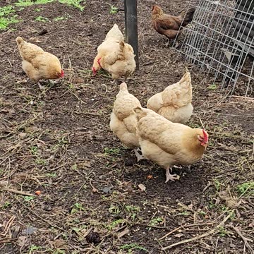 OMC! Brownie gets BULLIED! Poor little Brownie!