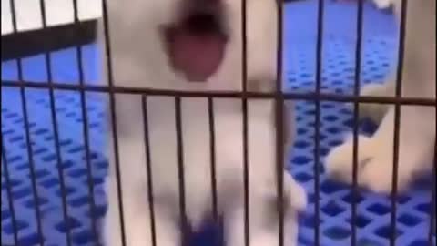Very cute dog 01
