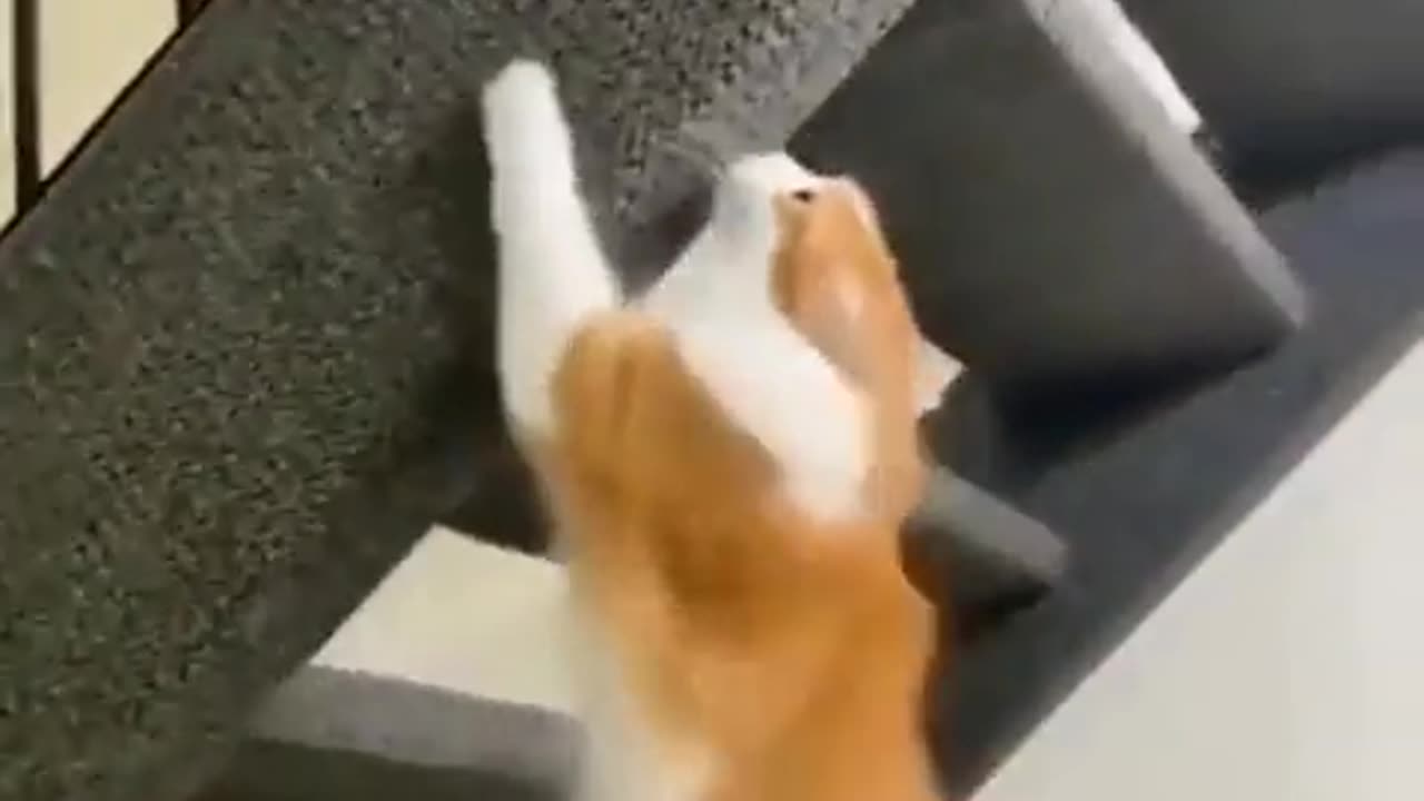 Orange cat activities