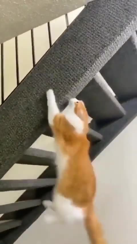Orange cat activities