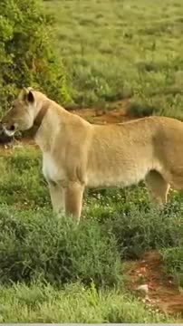 Lion attitude whatsapp status --Manthar copyright free YT music-- #shorts -- #shorts_videos --