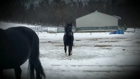 Foal is very excited to get her breakfast and shows it