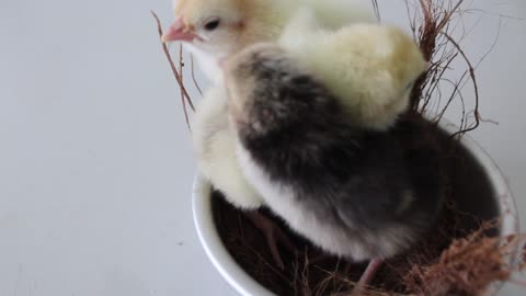 little chicks are playing together