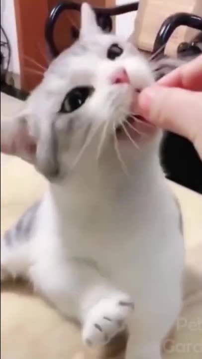 Everytime I ring, I get a thing 🐱🐱 __ Kitty training his Hooman 🐱 🥺🥺