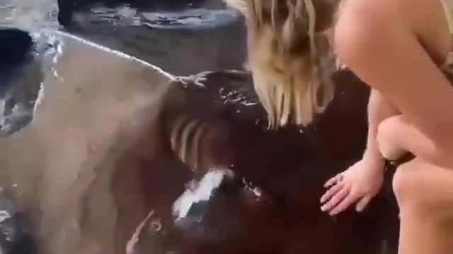 Nature& animal