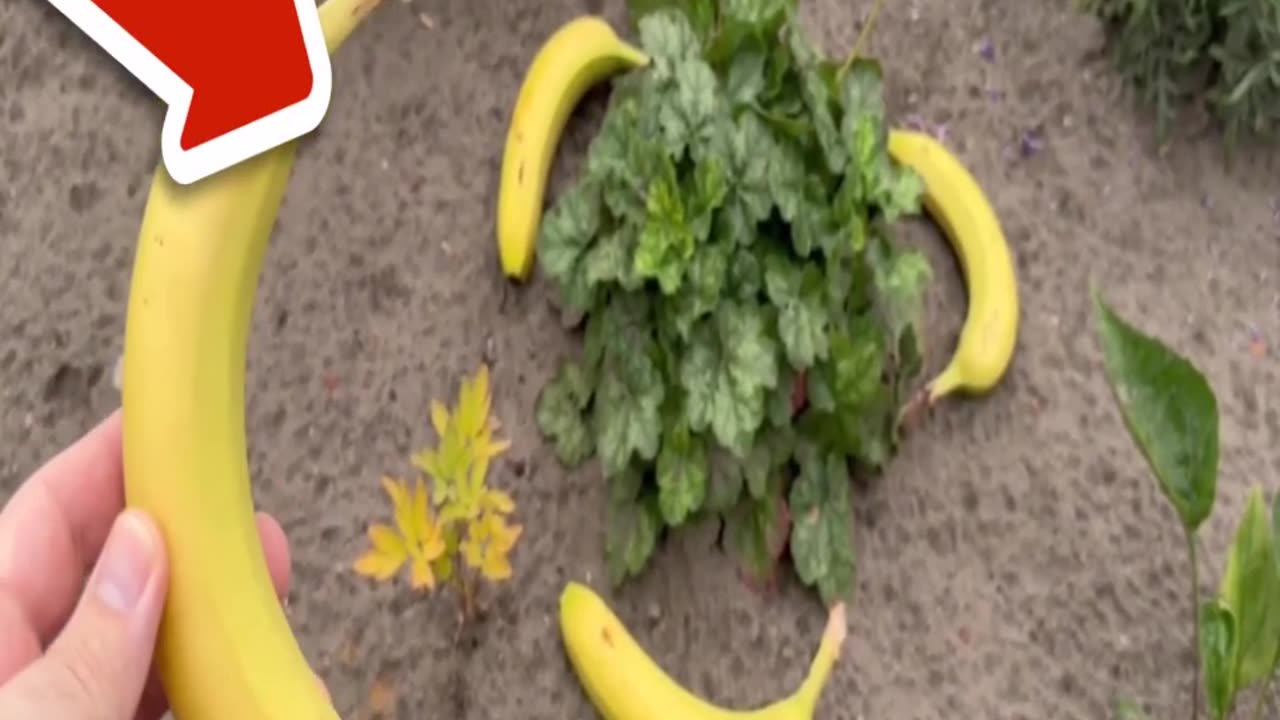 Put Bananas around your Plants and WATCH WHAT HAPPENS💥(Genius Trick)🤯