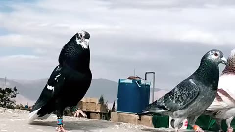 Pigeons lover check this pigeons