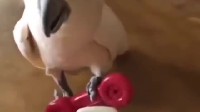 COCKATOO FUNNY VIDEO BEING CUT