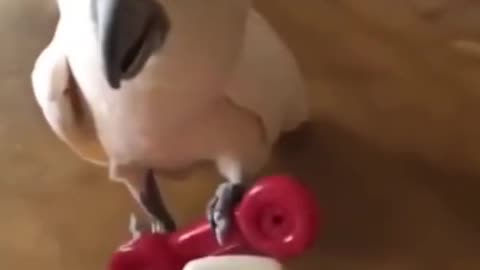 COCKATOO FUNNY VIDEO BEING CUT