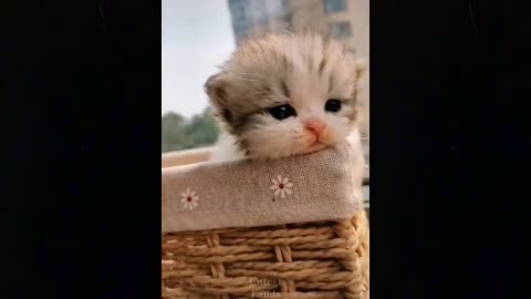 cutest pets ever