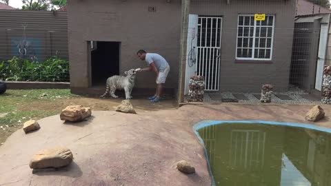 Tiger attack on Human!!