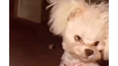 Funny Dog