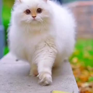 Beautiful cat first video in my channel