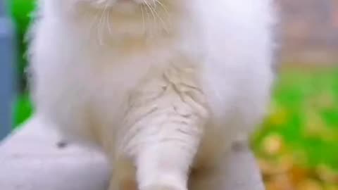 Beautiful cat first video in my channel