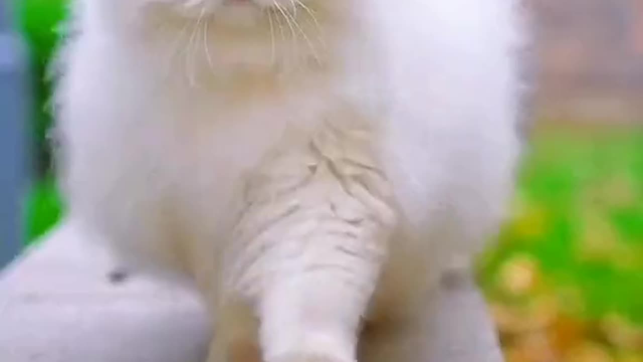 Beautiful cat first video in my channel