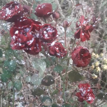 Snow and roses