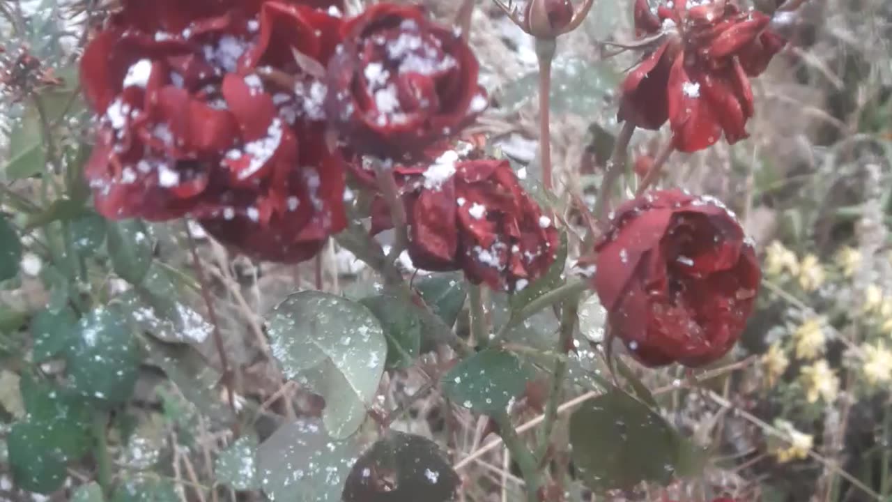 Snow and roses