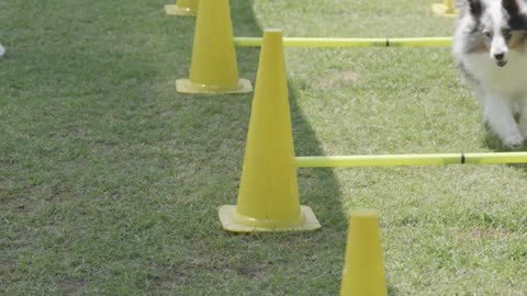 Dog training school