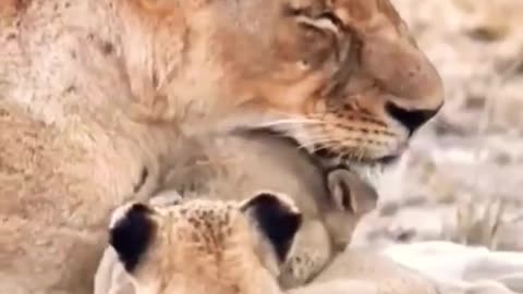 Lioness with her adorable cubs