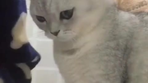 a white cat