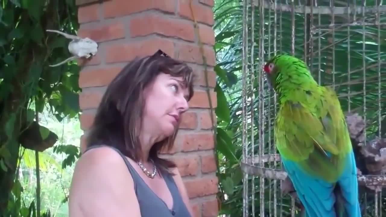 Angry parrot talks to tourist