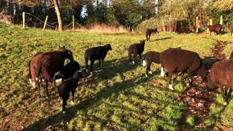 What more would you want other than lamb & dog cuddles this morning?