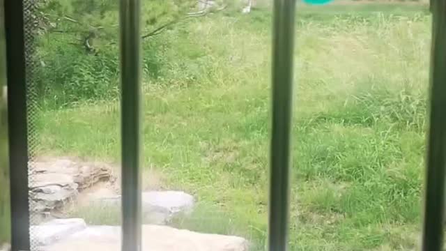 white tiger