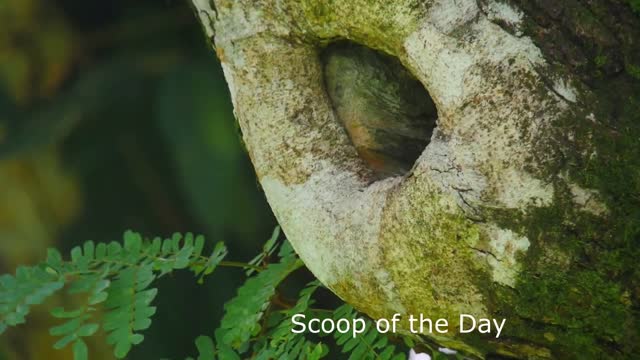Bird Feeding Their Young in the nest