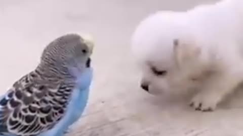 Cute puppy playing with sparroe