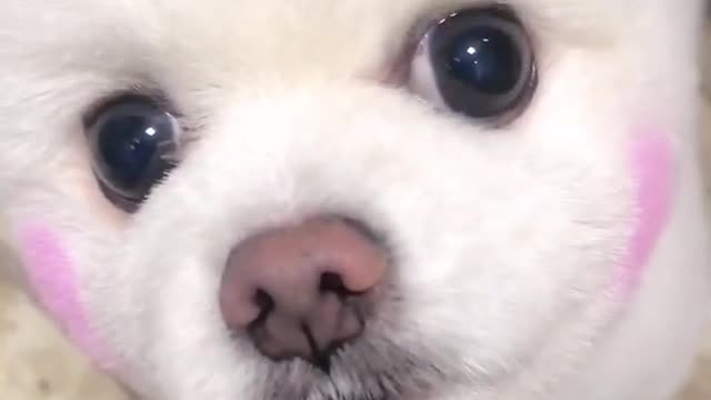 Baby dog funny videos