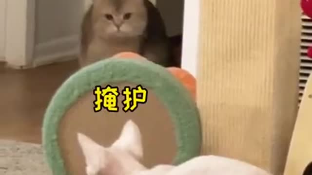 Awesome SO Cute Cat ! Cute and Funny Cat Videos to Keep You Smiling! 🐱