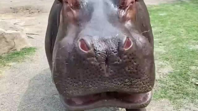 Have you ever seen a hippo eat a watermelon