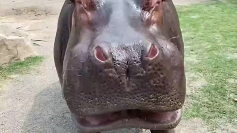 Have you ever seen a hippo eat a watermelon