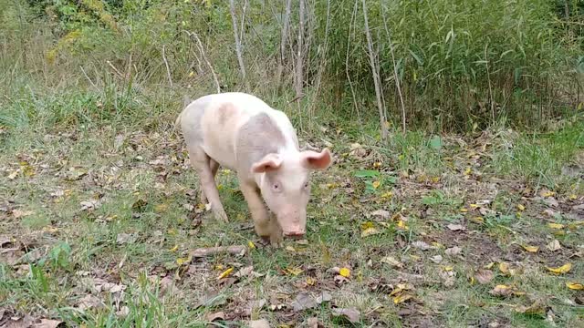 Subscribe to help save this cute baby pig from going to the big house!