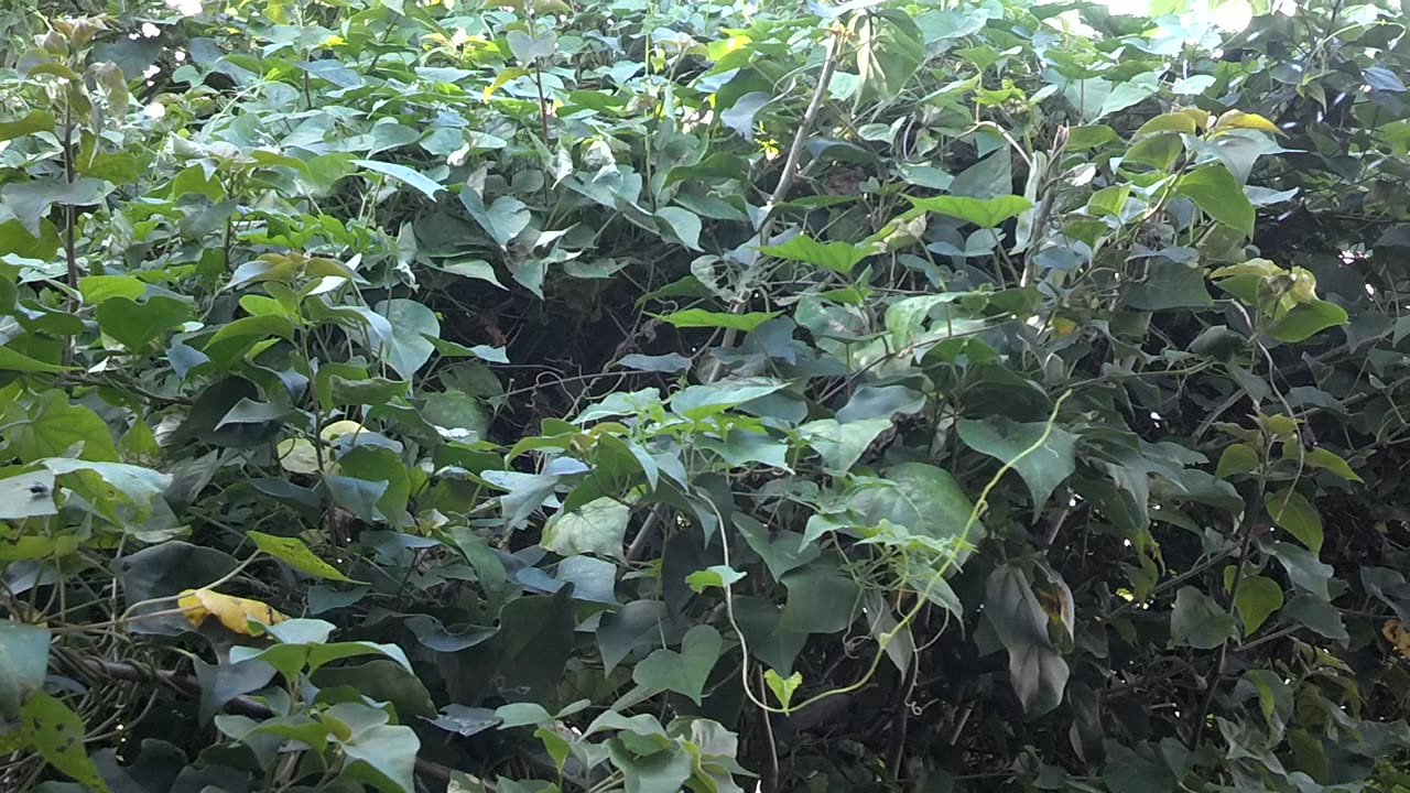 Giant Swallowtail Butterfly Mating