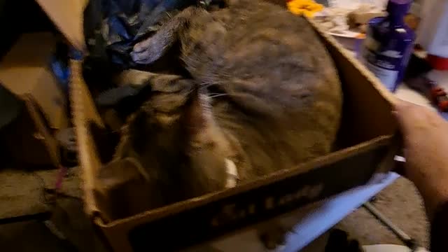 Part 2 Silly Kitty
